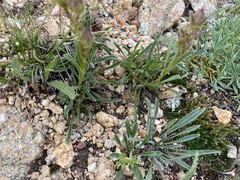 Penstemon hallii