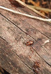 Episcaphula australis