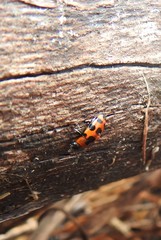 Episcaphula australis