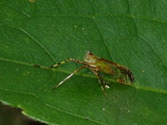 Orthopagus