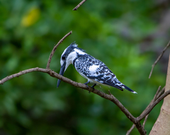 Ceryle rudis rudis