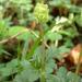 Moschatel - Photo (c) anonymous, some rights reserved (CC BY-SA)