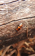 Episcaphula australis