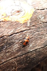 Episcaphula australis