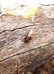 Episcaphula australis