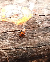 Episcaphula australis