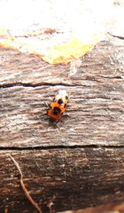 Episcaphula australis