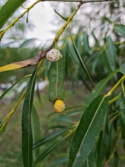 Salix acutifolia