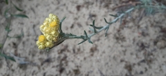 Helichrysum arenarium