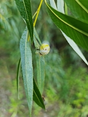Salix acutifolia
