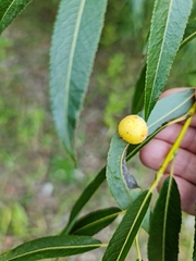 Salix acutifolia