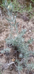 Helichrysum arenarium