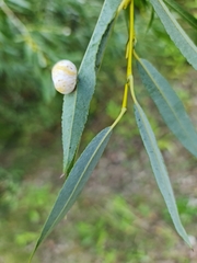 Salix acutifolia