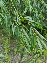 Salix acutifolia