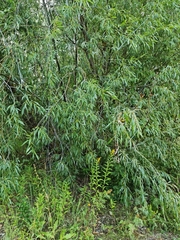 Salix acutifolia