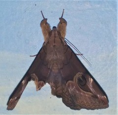 Ommatophora luminosa