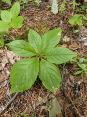 Lysimachia latifolia
