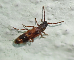 Hypulus quercinus