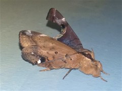 Ommatophora luminosa
