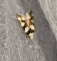 Pseudotelphusa tessella