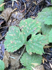 Sphaerulina westendorpii