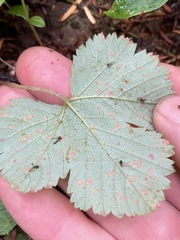 Sphaerulina westendorpii