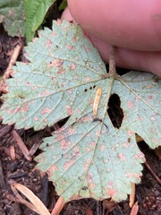 Sphaerulina westendorpii