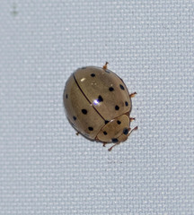 Harmonia sedecimnotata