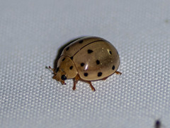 Harmonia sedecimnotata