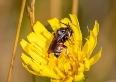 Epeoloides coecutiens