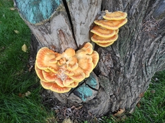 Laetiporus sulphureus