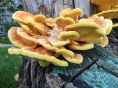 Laetiporus sulphureus