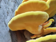 Laetiporus sulphureus