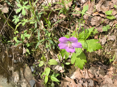 Geranium nodosum