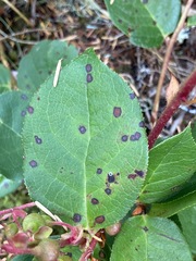 Mycosphaerella chimaphilae