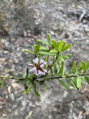 Grevillea phylicoides