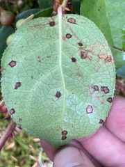 Mycosphaerella chimaphilae