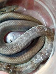 Coelognathus helena