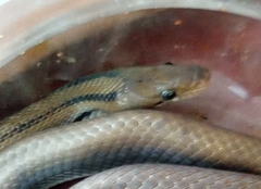 Coelognathus helena