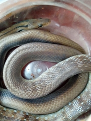 Coelognathus helena