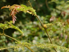 Albizia chinensis