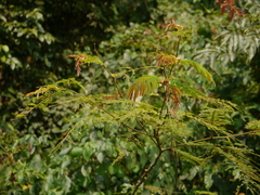 Albizia chinensis