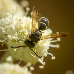 Stenodynerus blandus