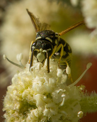 Stenodynerus blandus