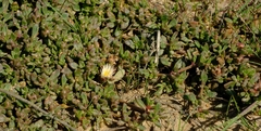 Mesembryanthemum paulum