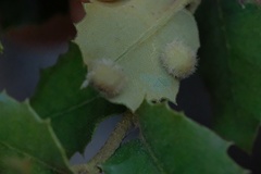 Disholandricus lasius