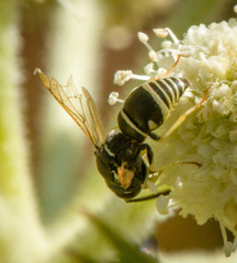 Stenodynerus blandus
