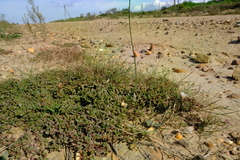 Mesembryanthemum paulum