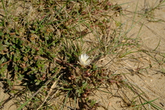 Mesembryanthemum paulum