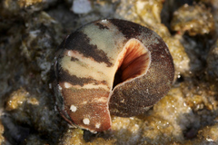 Cryptoplax larvaeformis